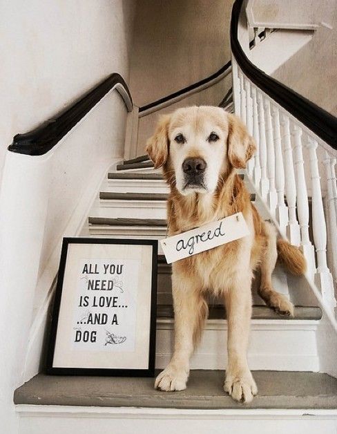 lovedog