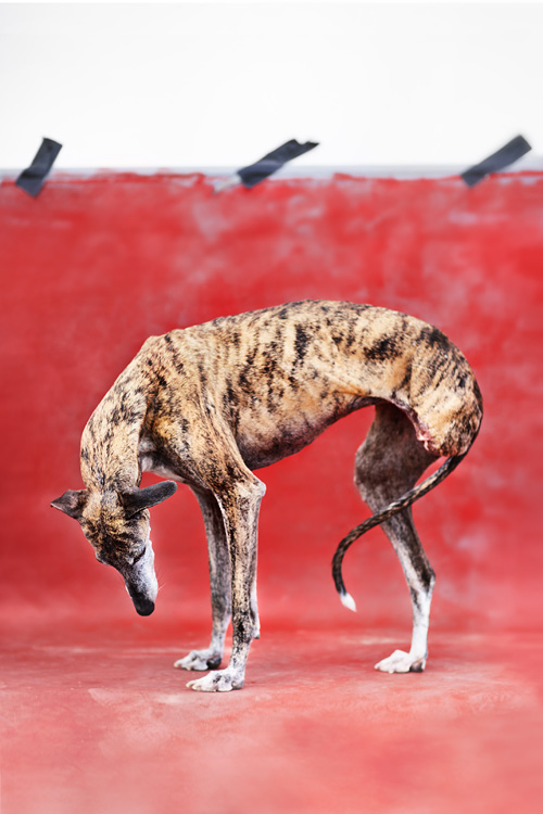 Leftovers media copyright Heidi Strengell 2015