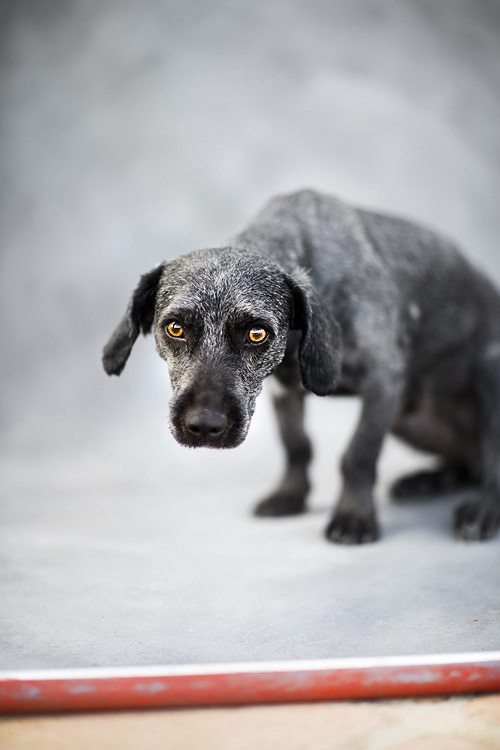 Leftovers media copyright Heidi Strengell 2015