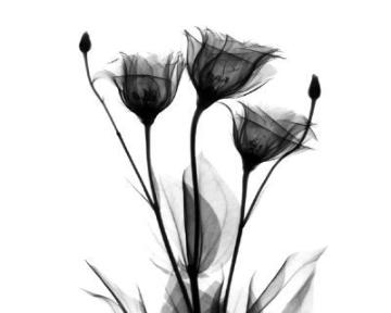 black_flowers_x-ray