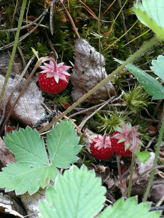 IMG_20160709_125151_resized_20160710_060805650